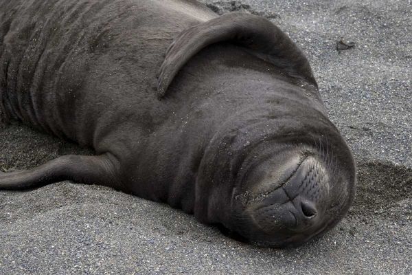 South Georgia Island Elephant seal pup sleeps